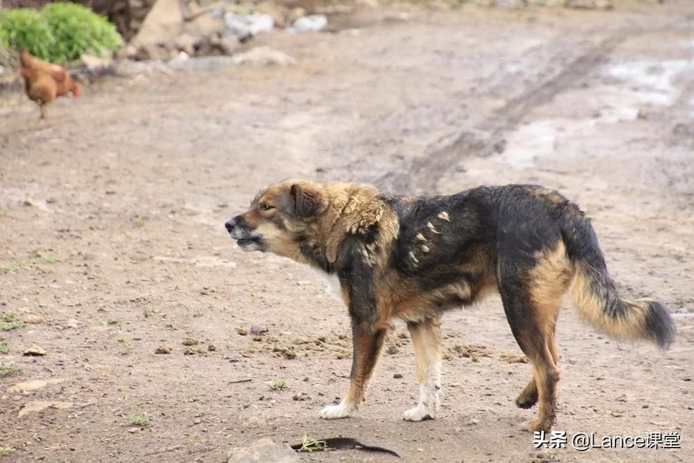 宠物伤人事件频发！恶犬咬死孩童，专家：应立法禁养