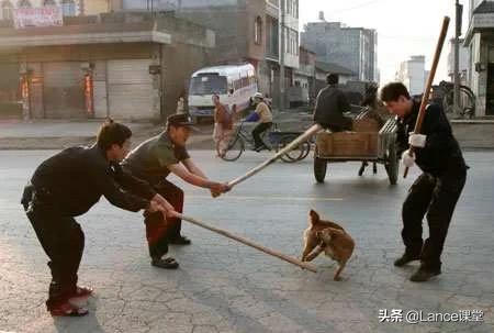 宠物伤人事件频发！恶犬咬死孩童，专家：应立法禁养