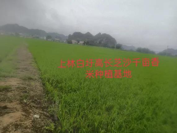 乡村振兴新机遇！直播带货助农，农产品销售额破万亿